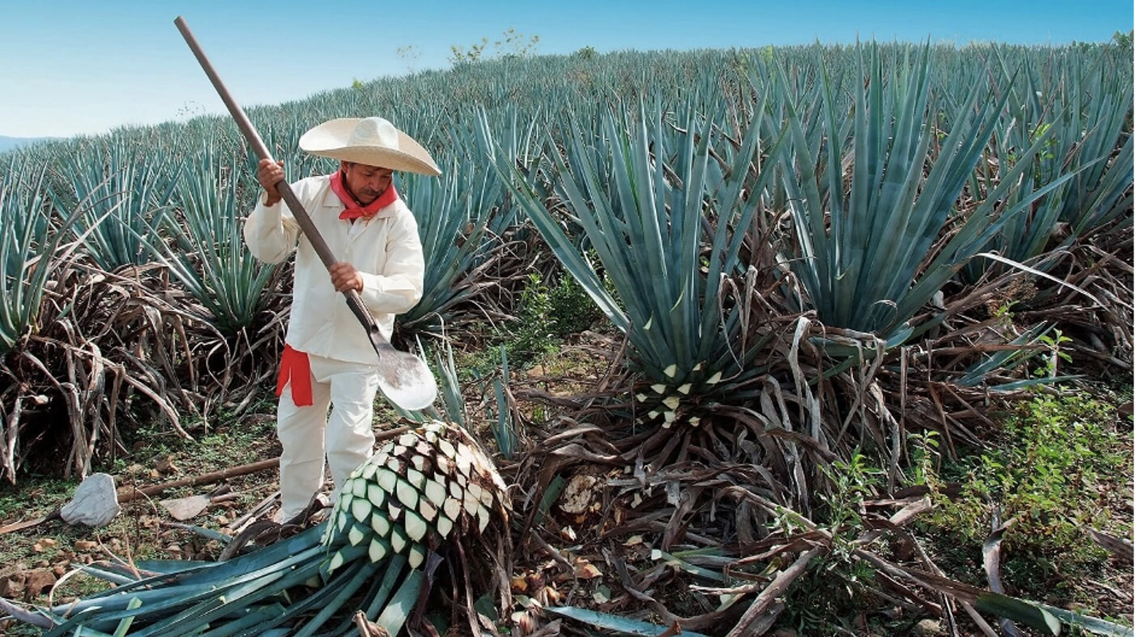 Image: Rafael Reynaga