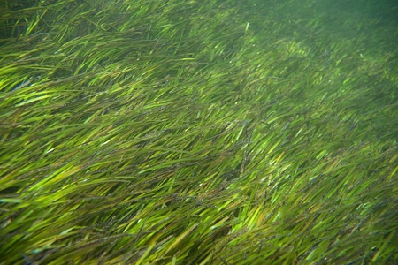 Advancing climate action by protecting and restoring seagrass ecosystems