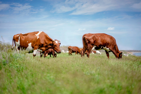 Driving methane reductions in dairy with ambitious climate targets