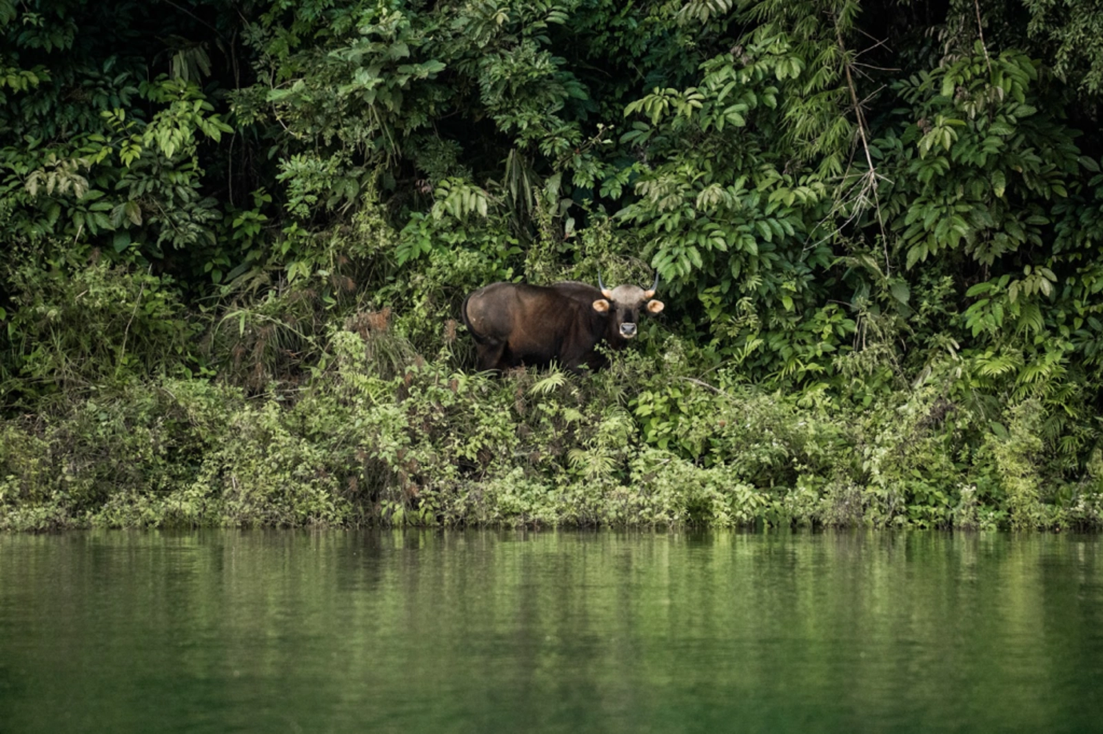 The dense forest and an animal sighting in the national park. Photo Credit: Adam Moore