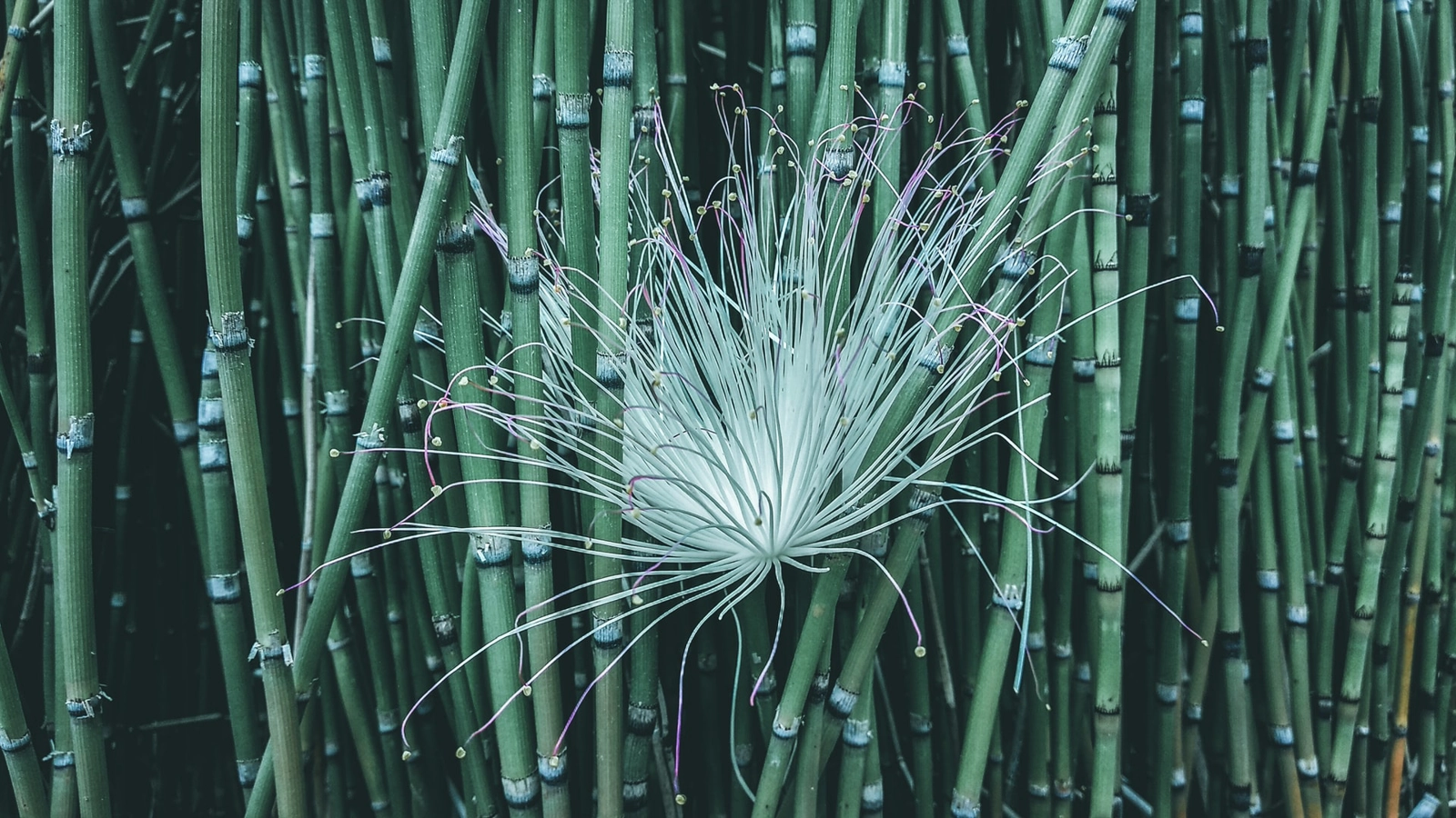 Bamboo should not replace native forests. Photo: Unsplash.