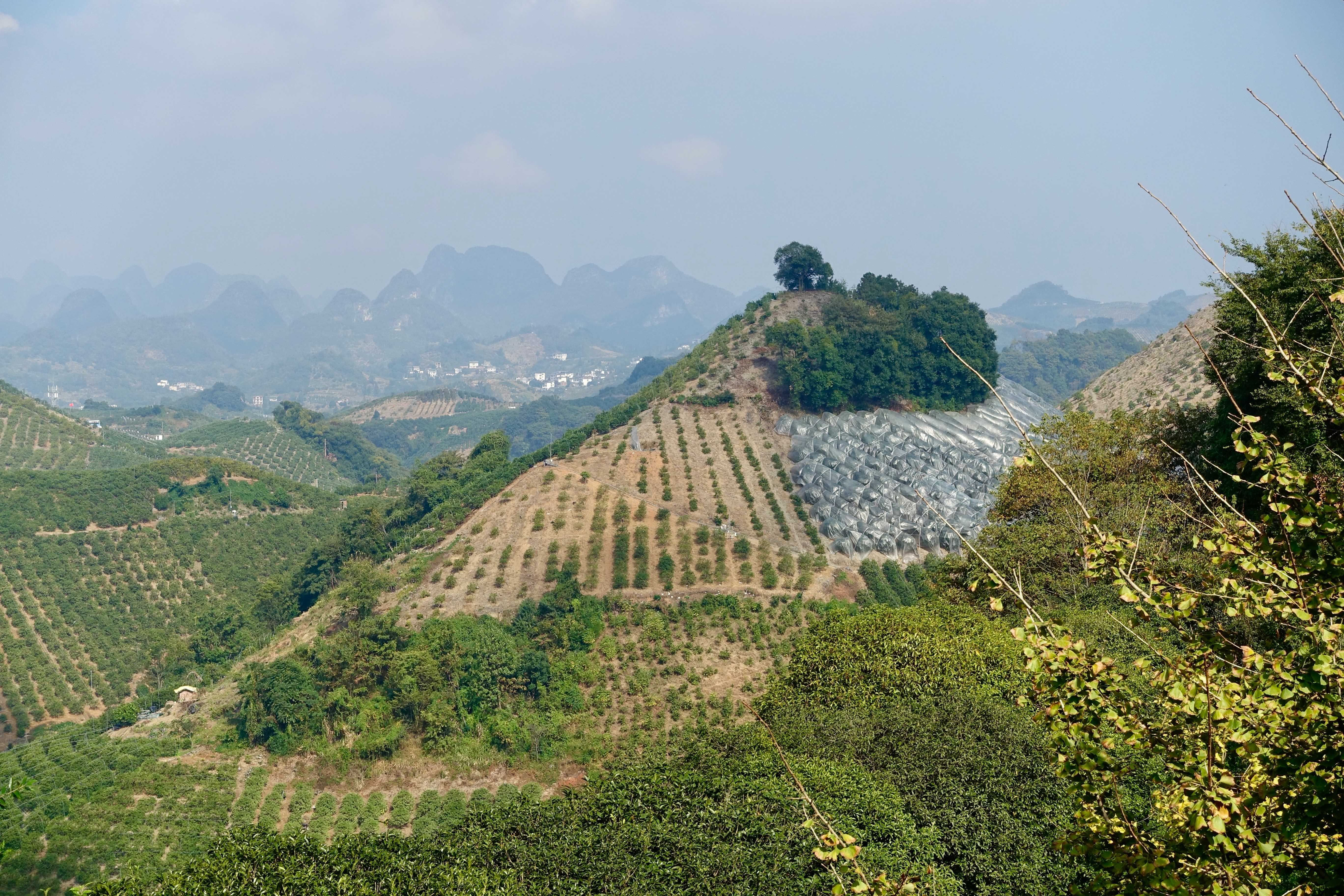 TerraFund for AFR100: Scaling Ecosystem Restoration Across Africa