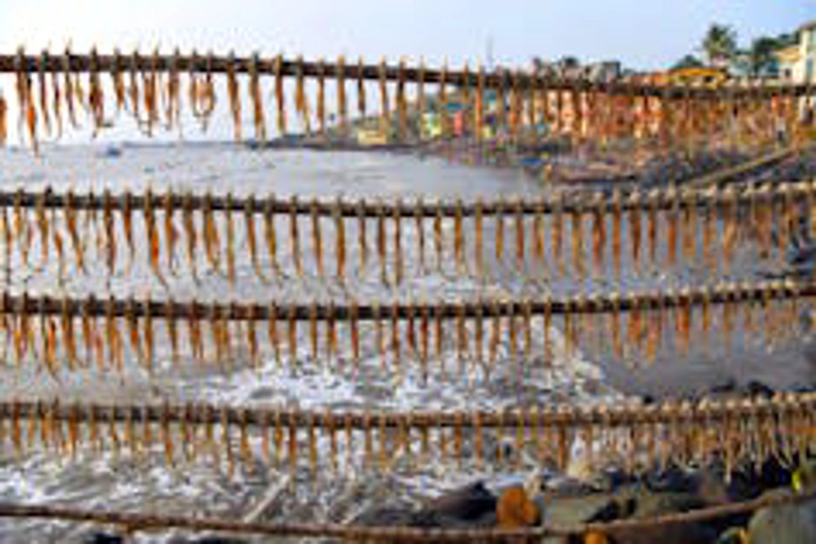 Bombay duck, a vital source of income for the Koli community, drying on a beach. Akella Srinivas Ramalingaswami/Shutterstock