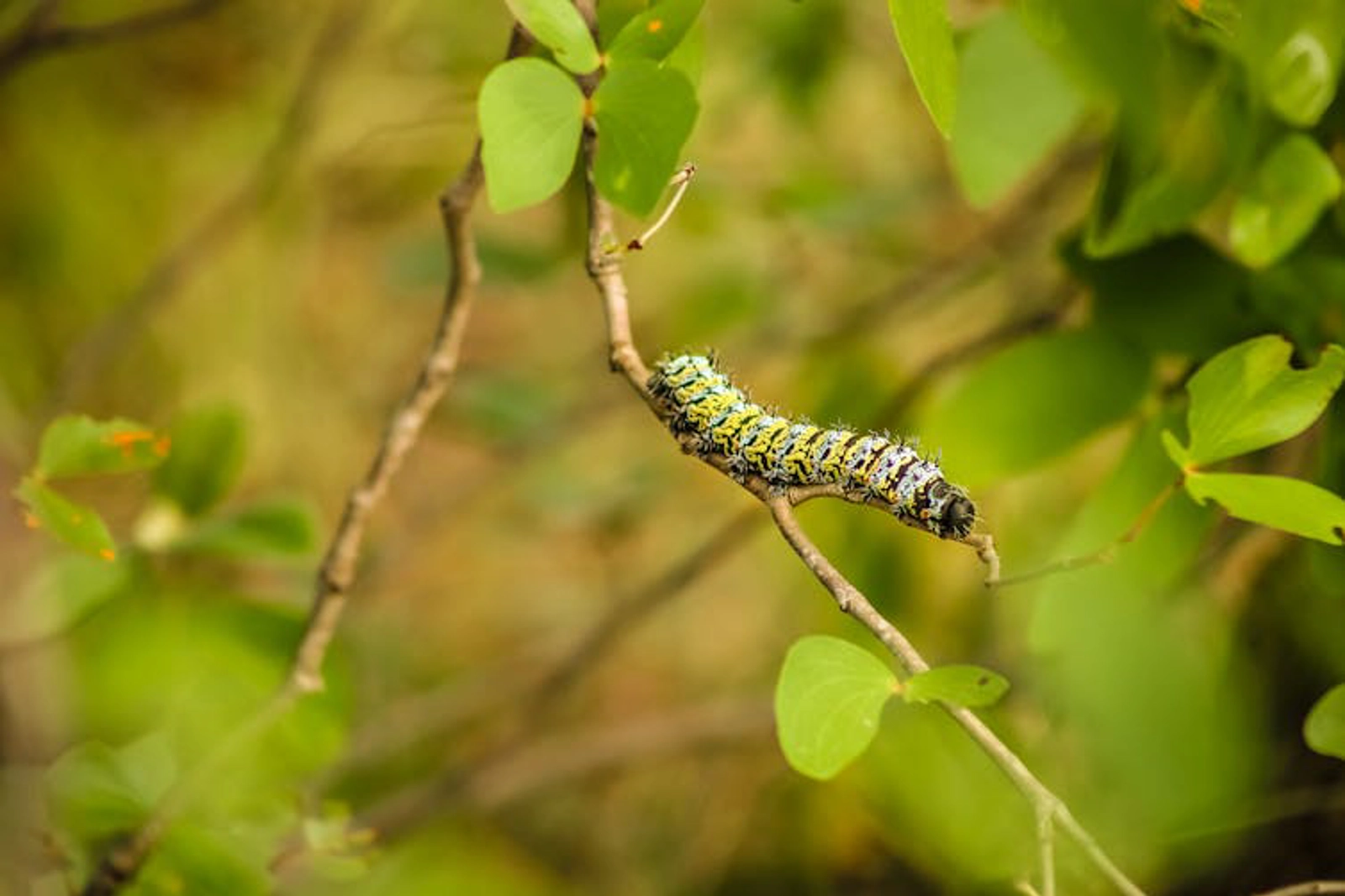 Mopane worm. Shutterstock