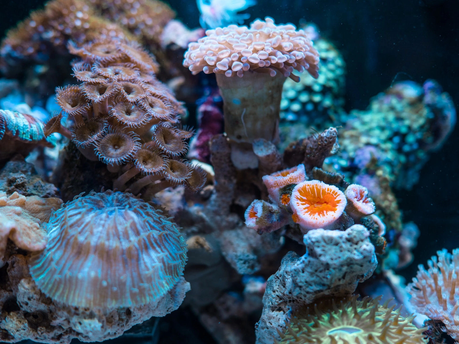 Healthy coral reefs can reduce the annual expected damages from storms by more than $4 billion. Image: Unsplash.