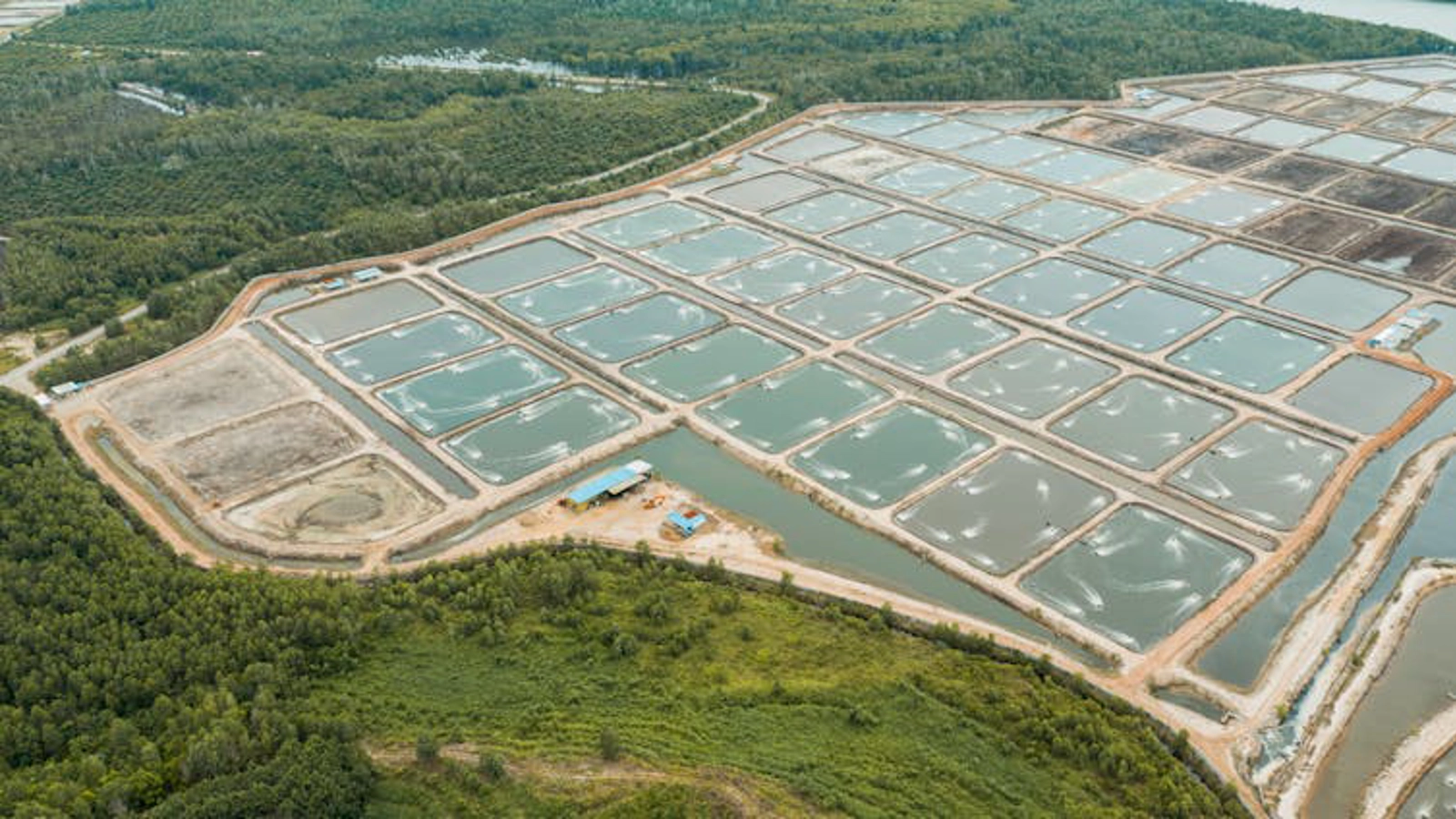 A prawn farm in what used to be a mangrove forest. BorneoRimbawan / shutterstock
