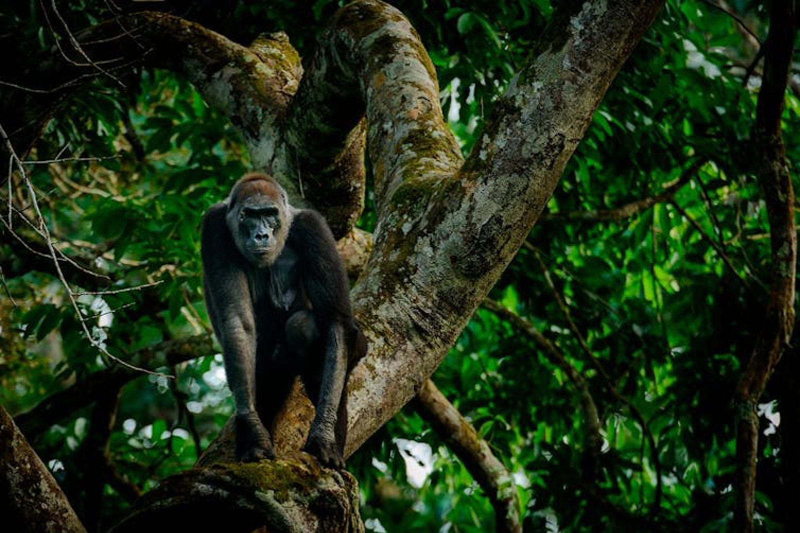 Western lowland gorilla in the forest. Photo by: Education Images/Universal Images Group via Getty Images