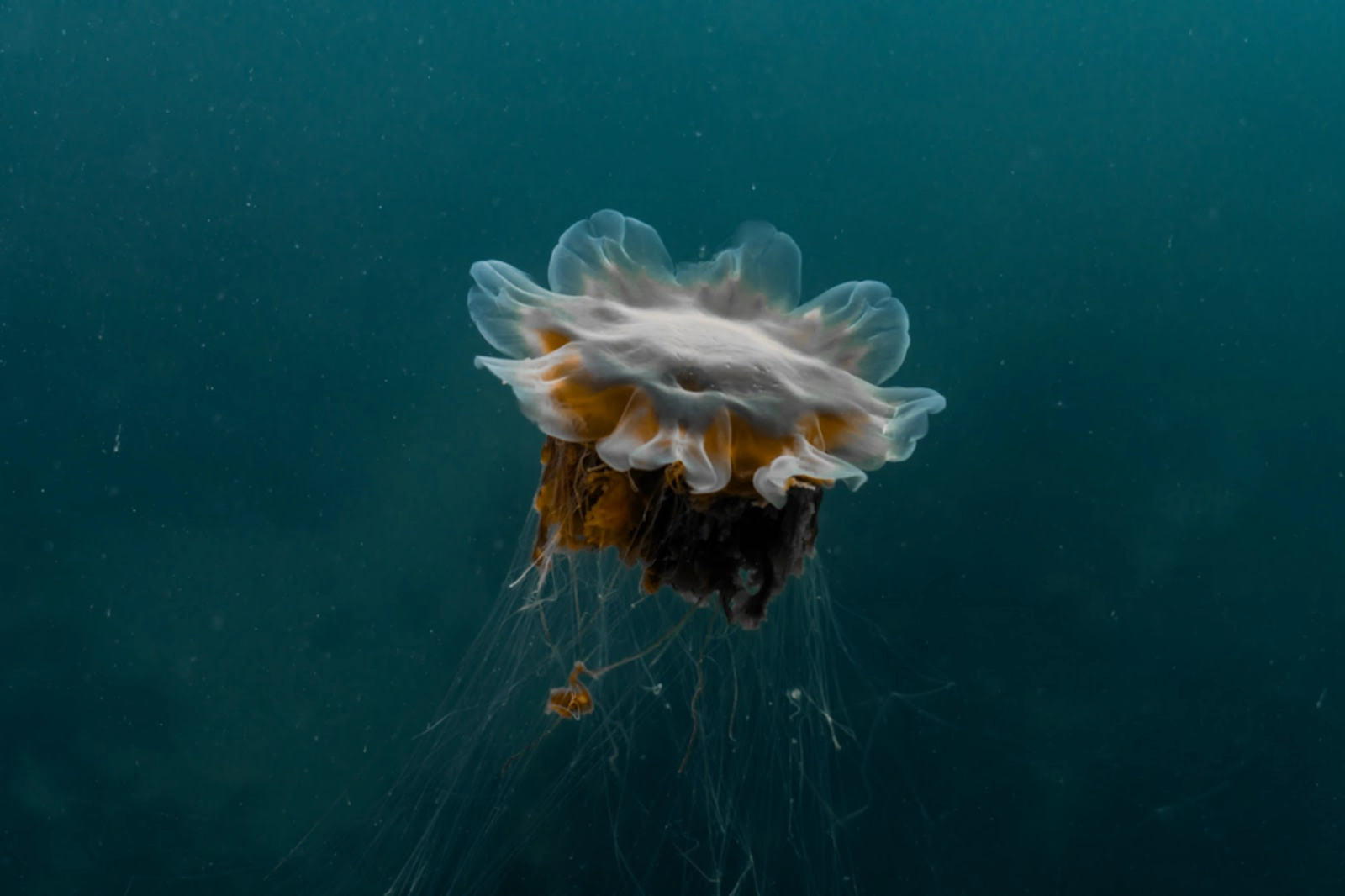 Alaska is on the frontlines of the climate crisis. Photo Credit: Andi Cross