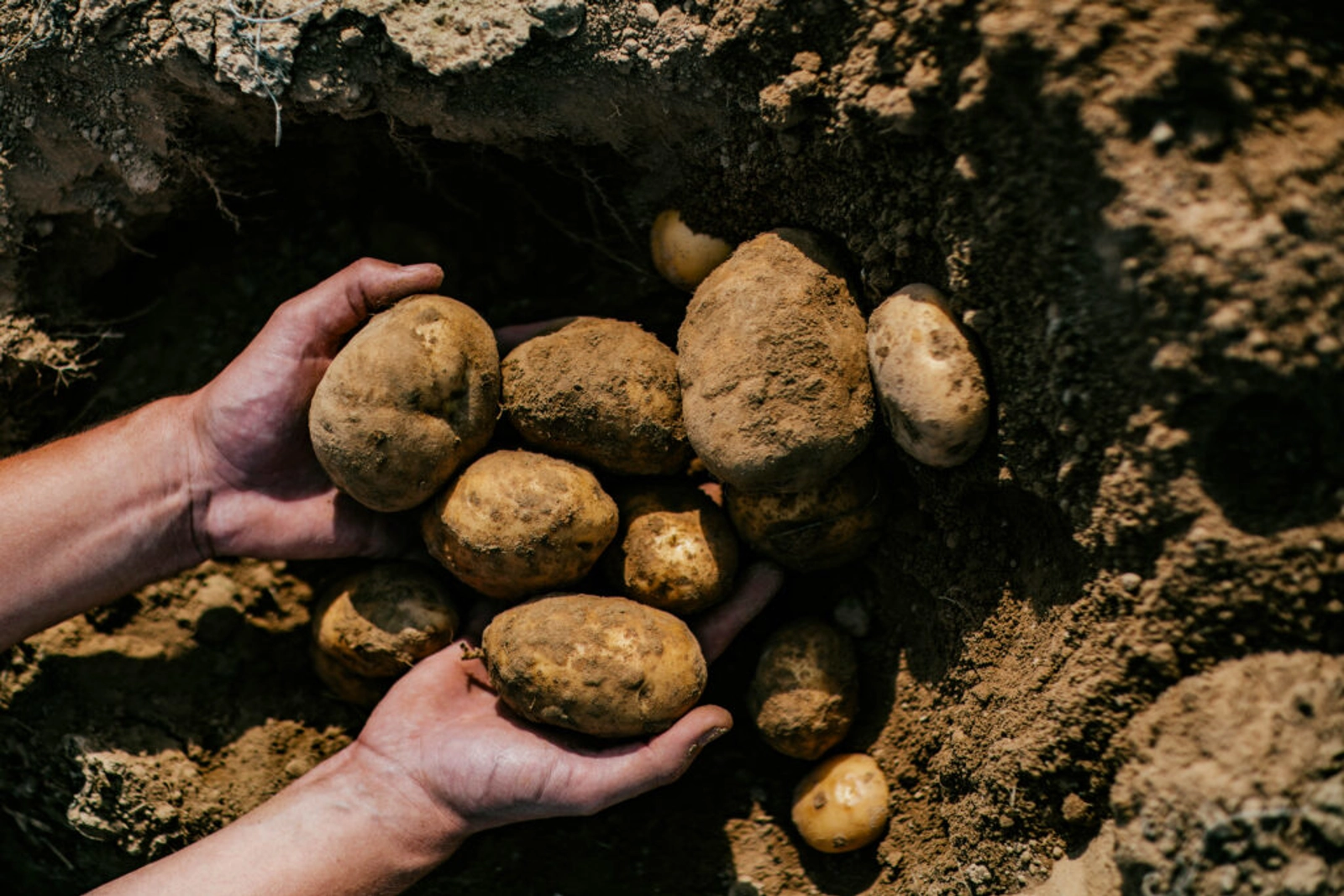 Climate change is already severely impacting potato farming. Extreme weather events have already damaged crops and reduced yields. Climate change alters the growing season, affecting the timing of planting and harvesting, increasing the spread of pests and diseases. Unpredictable weather patterns also lead to soil erosion and degradation, making it harder to maintain productive farming systems.