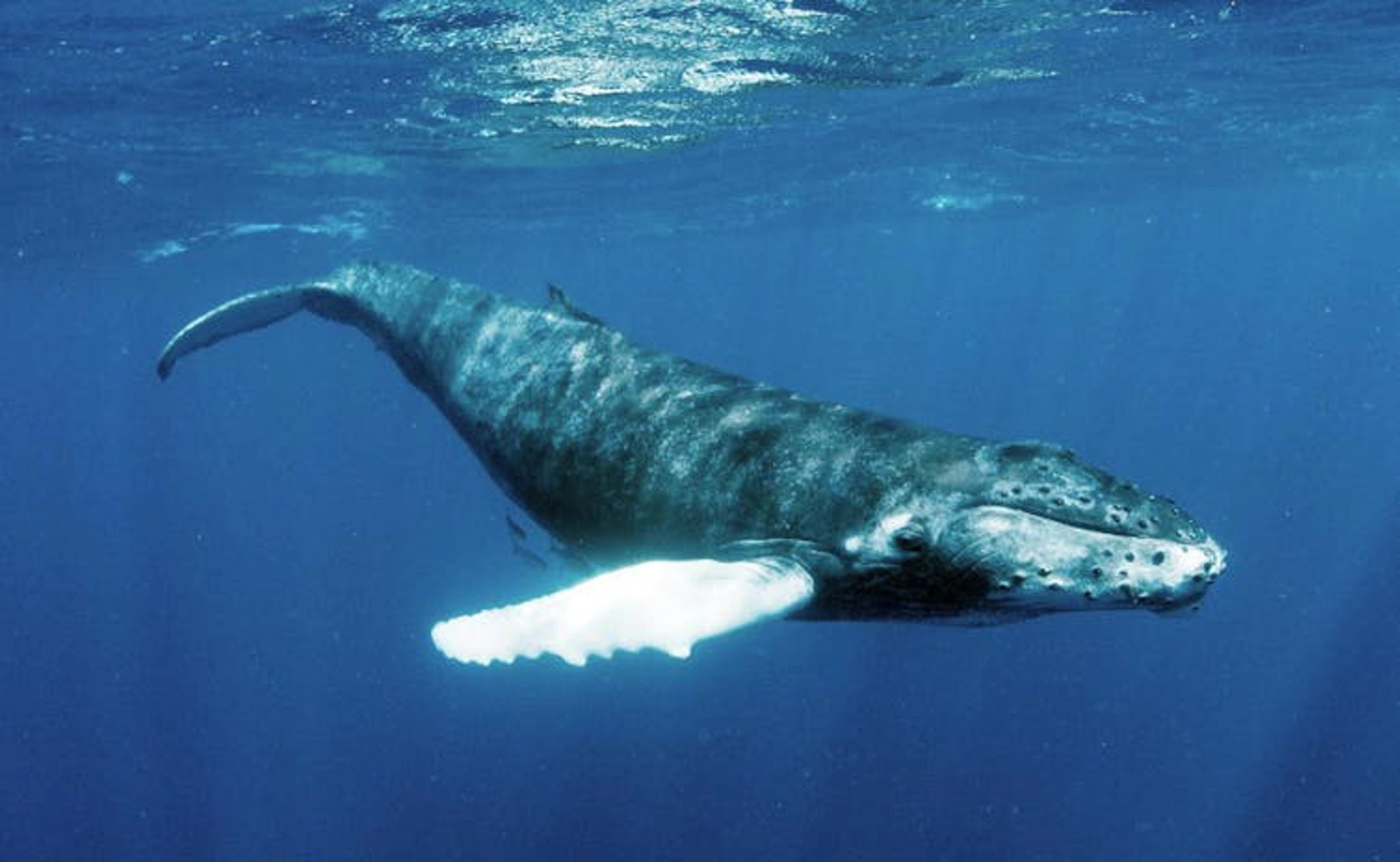 Whales play a crucial part in regenerating damaged ocean ecosystems. Christopher Michel/Wikimedia