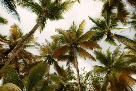 Race to Resilience in action: Replacing degraded land in Suriname with sustainable coconut farms 