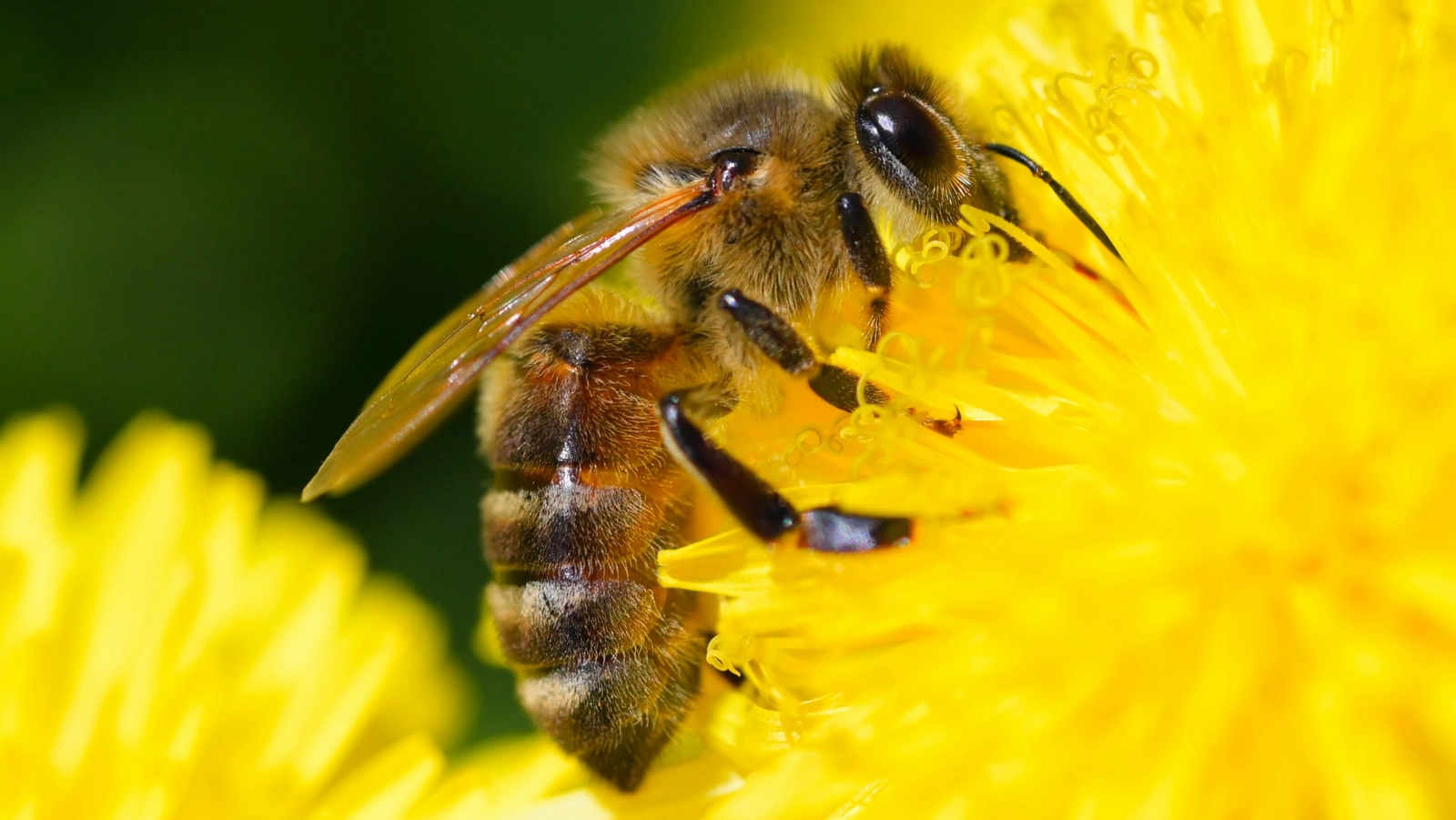 The UK alone is home to around 270 species of bees.