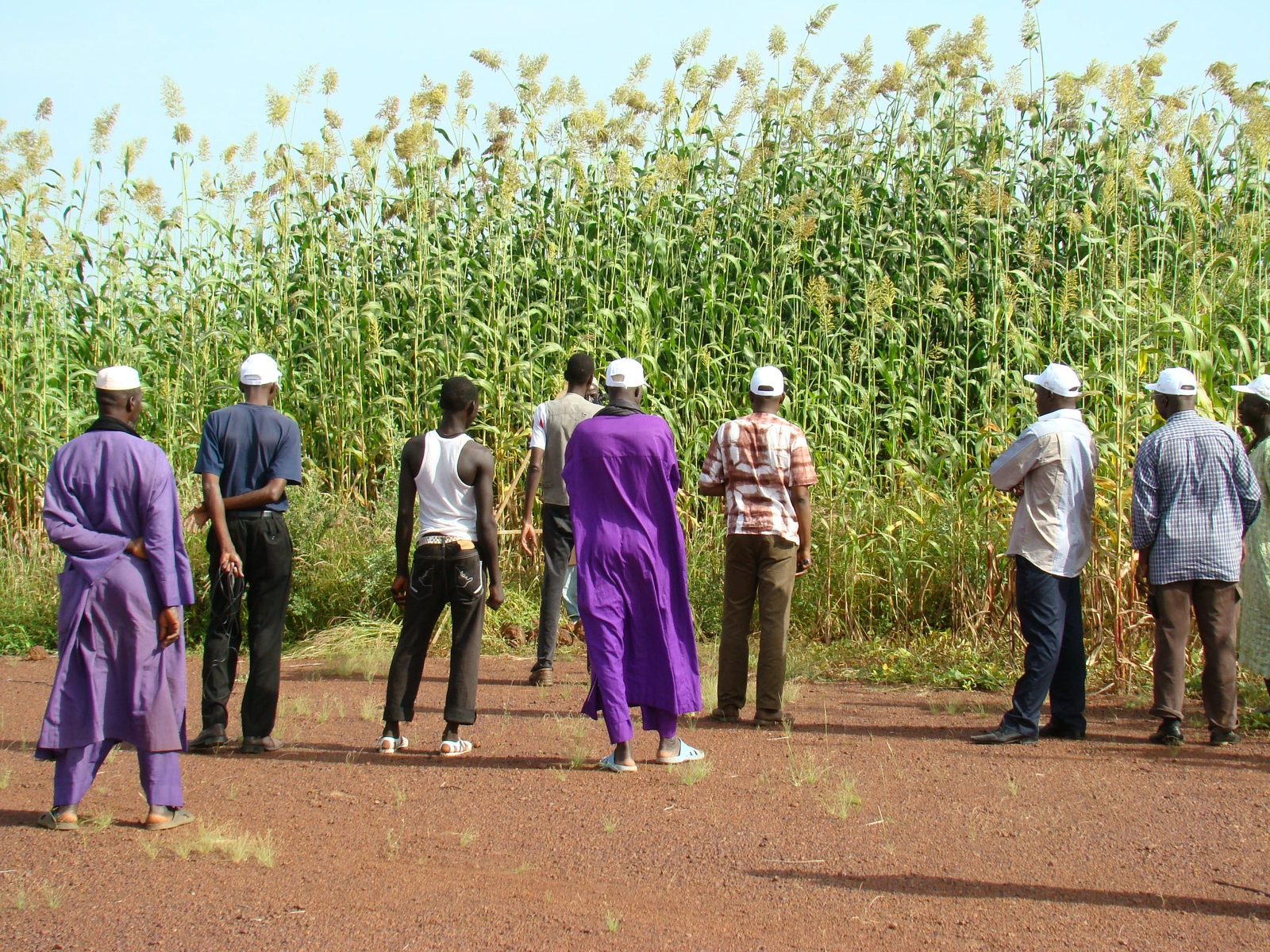 Innovative farming practices in the Sahel. Image: Climate Change, Agriculture and Food Security