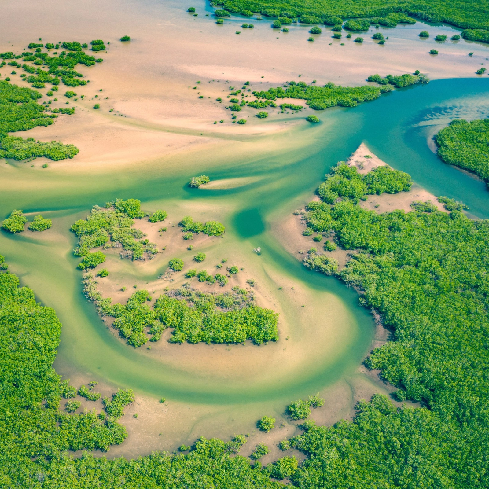 Aerial view of a mangrove forest in the Saloum Delta National Park, Senegal. Mangroves provide societal benefits while also preserving ecosystems and storing carbon.