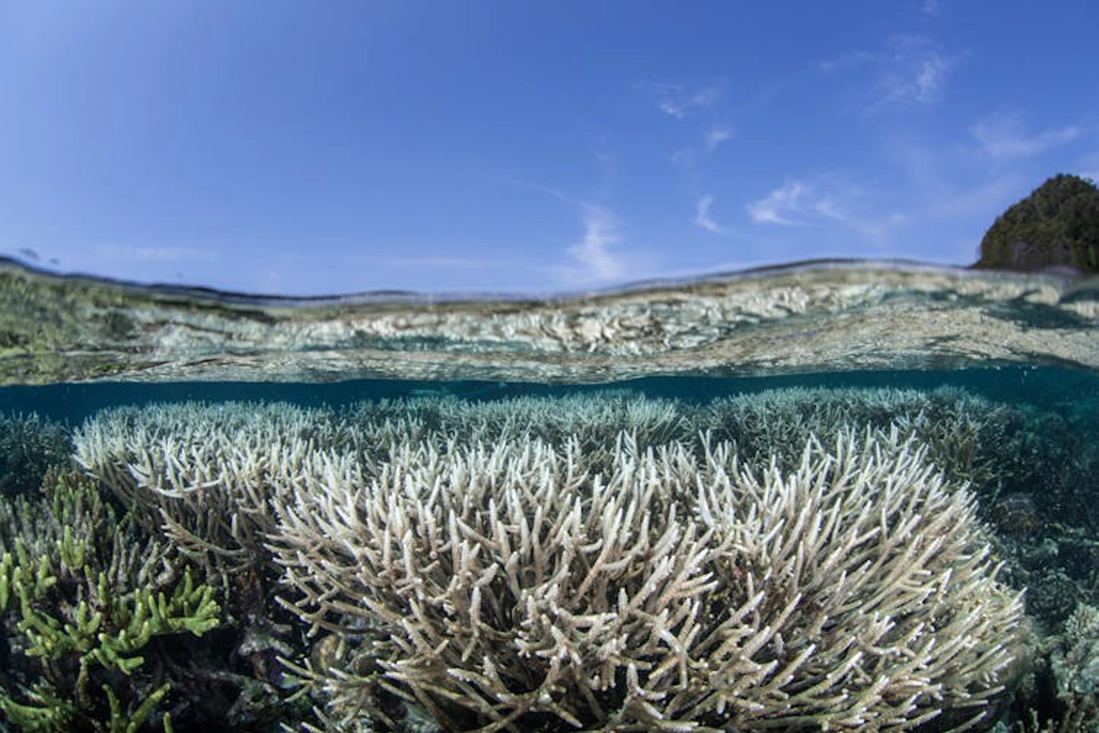 Corals in Indonesia begin to bleach as the sea gets too warm. Ethan Daniels / shutterstock