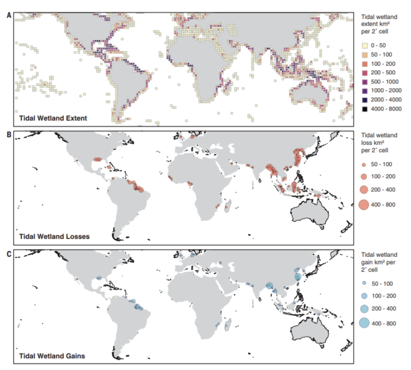 The global distribution of tidal wetlands in 2019 (top), as well as global losses from 1999 to 2019 (middle) and global gains (bottom). Credit: Murray et al. (2022).